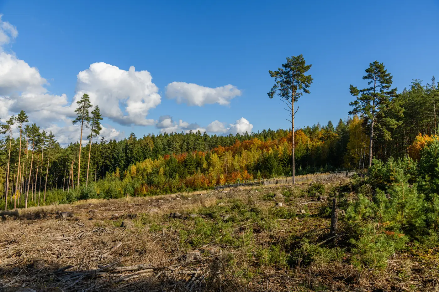 Ground-level view of a forest hillside where a cleared, stump-covered area meets a standing stand of autumn-colored trees.