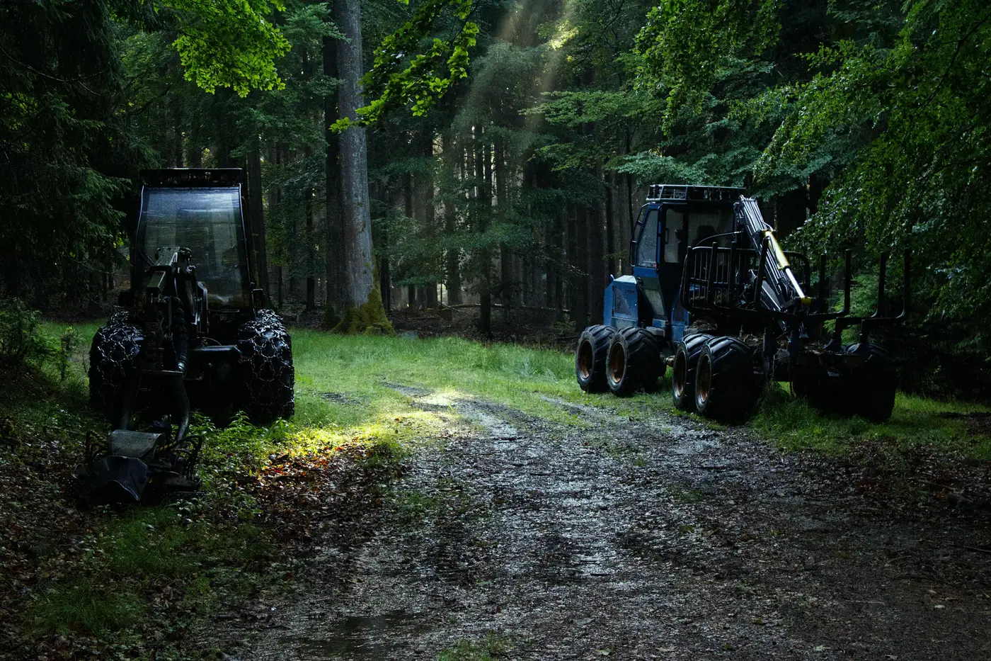 A harvester and a forwarder parked among pine trees in a sunlit forest clearing.