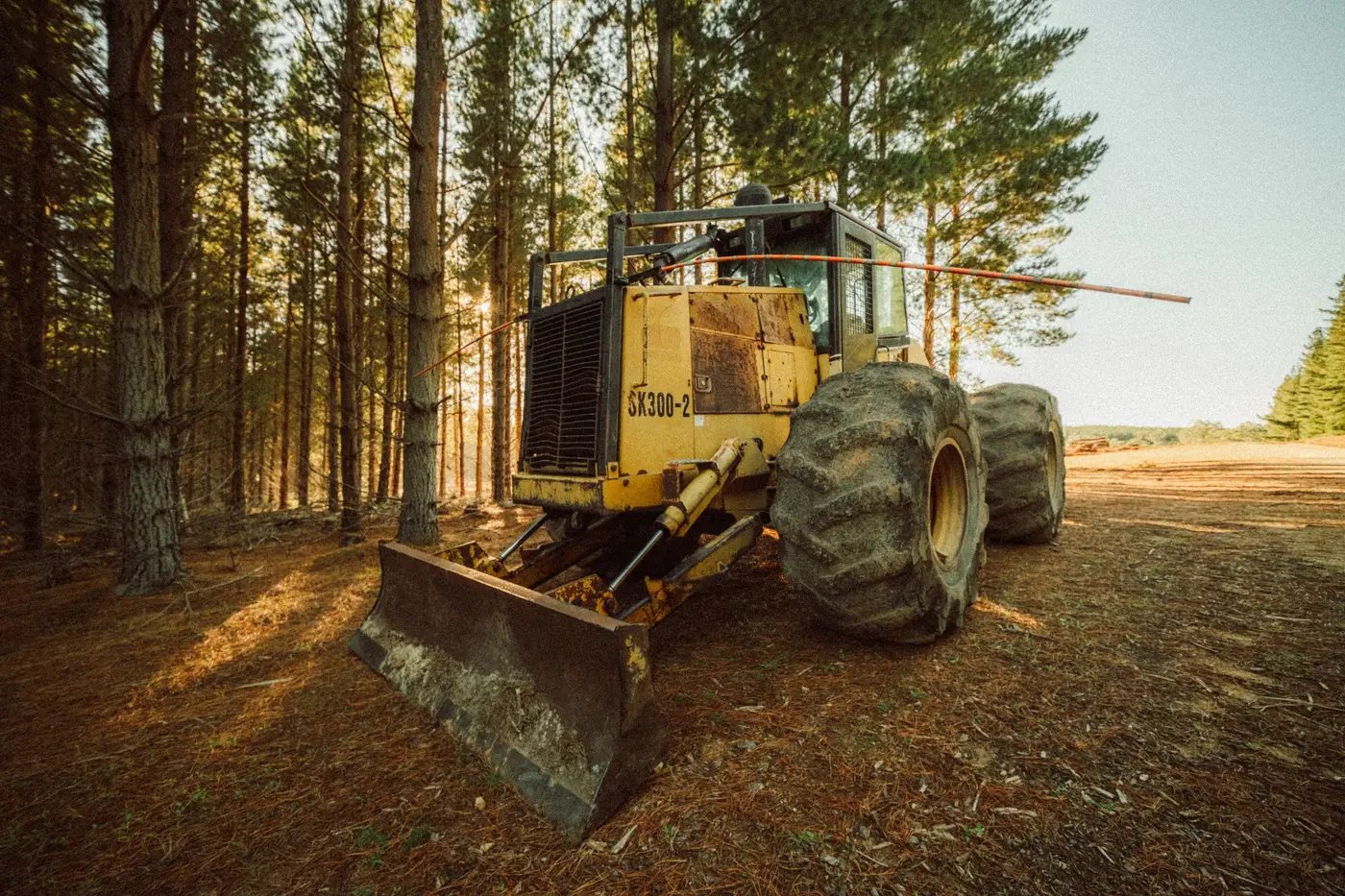 An old yellow grapple-style skidder with a front blade, parked in a sunlit pine forest.