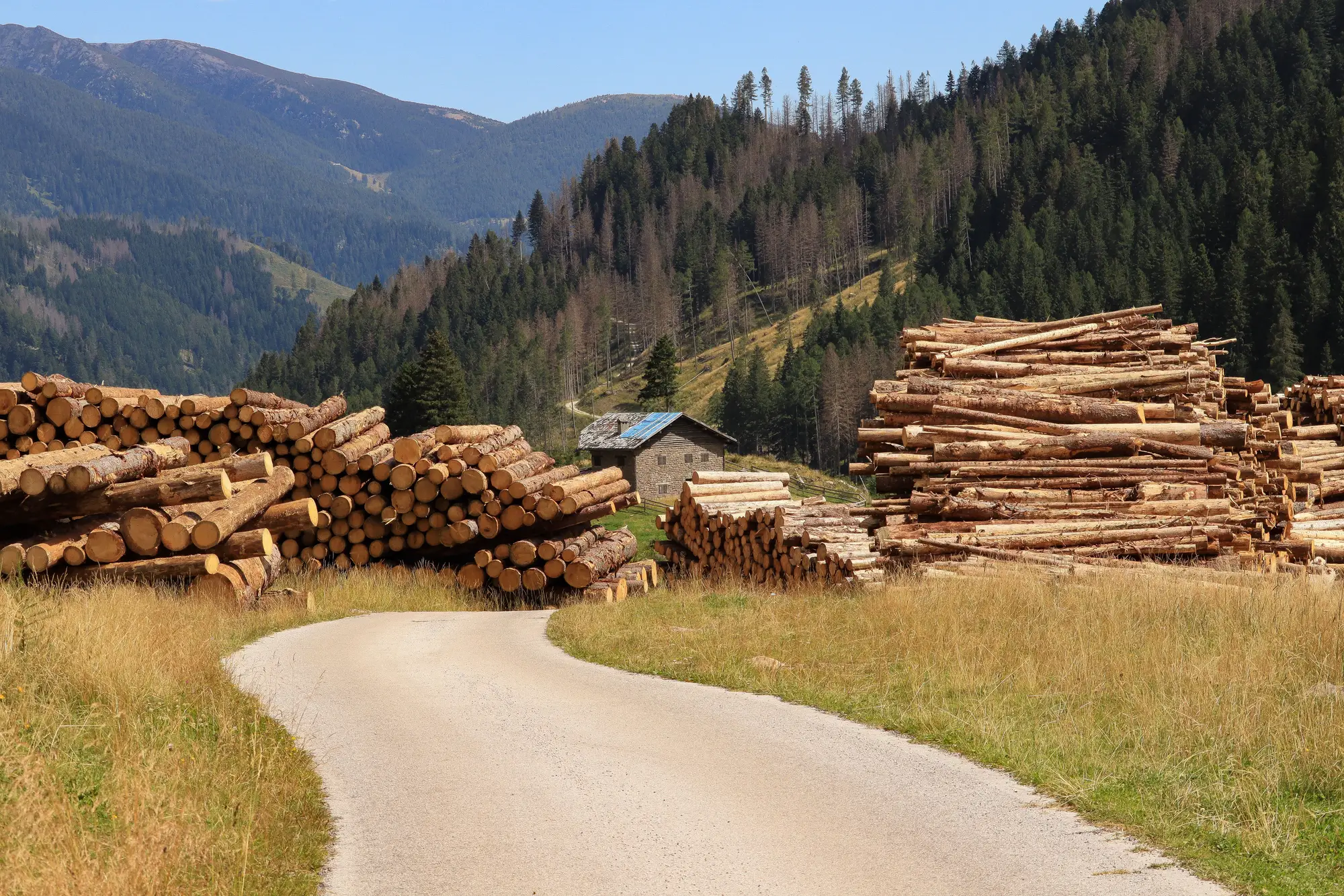 Log decks stacked at a roadside landing beside a mountain haul road